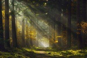 sun Rays, Morning, Forest, Path, Mist, Trees, Grass, Nature, Landscape