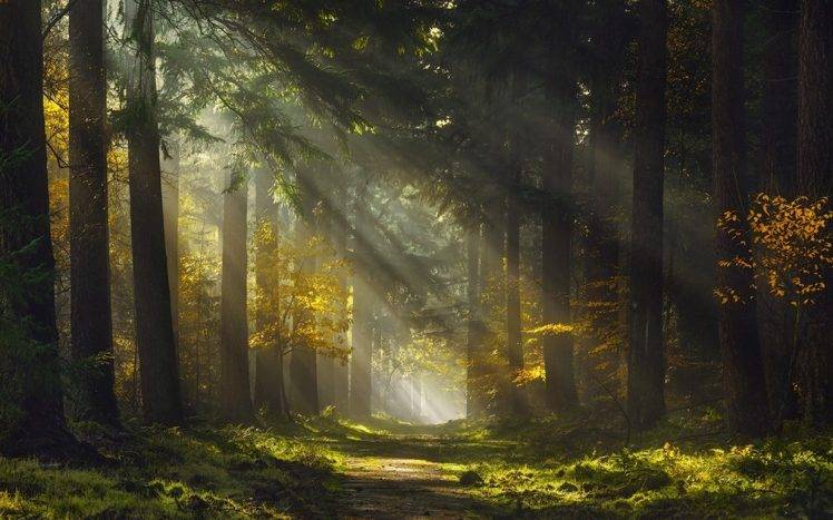 Sun Rays Morning Forest Path Mist Trees Grass Nature Landscape