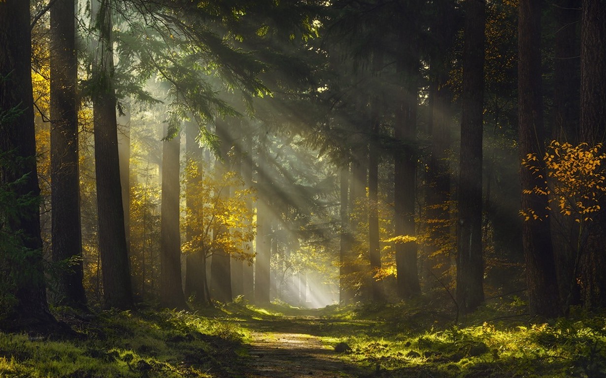sun Rays, Morning, Forest, Path, Mist, Trees, Grass, Nature, Landscape Wallpaper