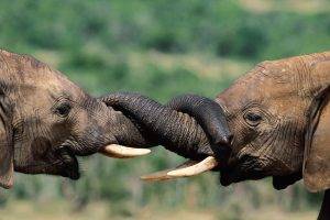 animals, Elephants, Baby Animals