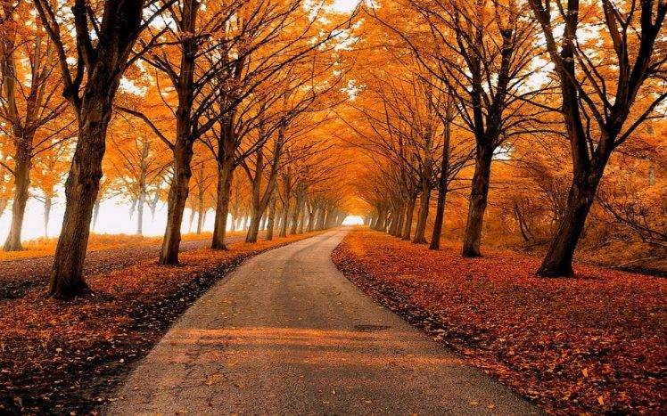 fall, Park, Leaves, Nature, Path, Trees, Landscape, Gold, Sunlight, Mist HD Wallpaper Desktop Background