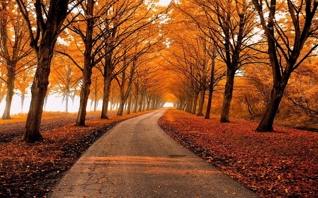fall, Park, Leaves, Nature, Path, Trees, Landscape, Gold, Sunlight, Mist Wallpaper