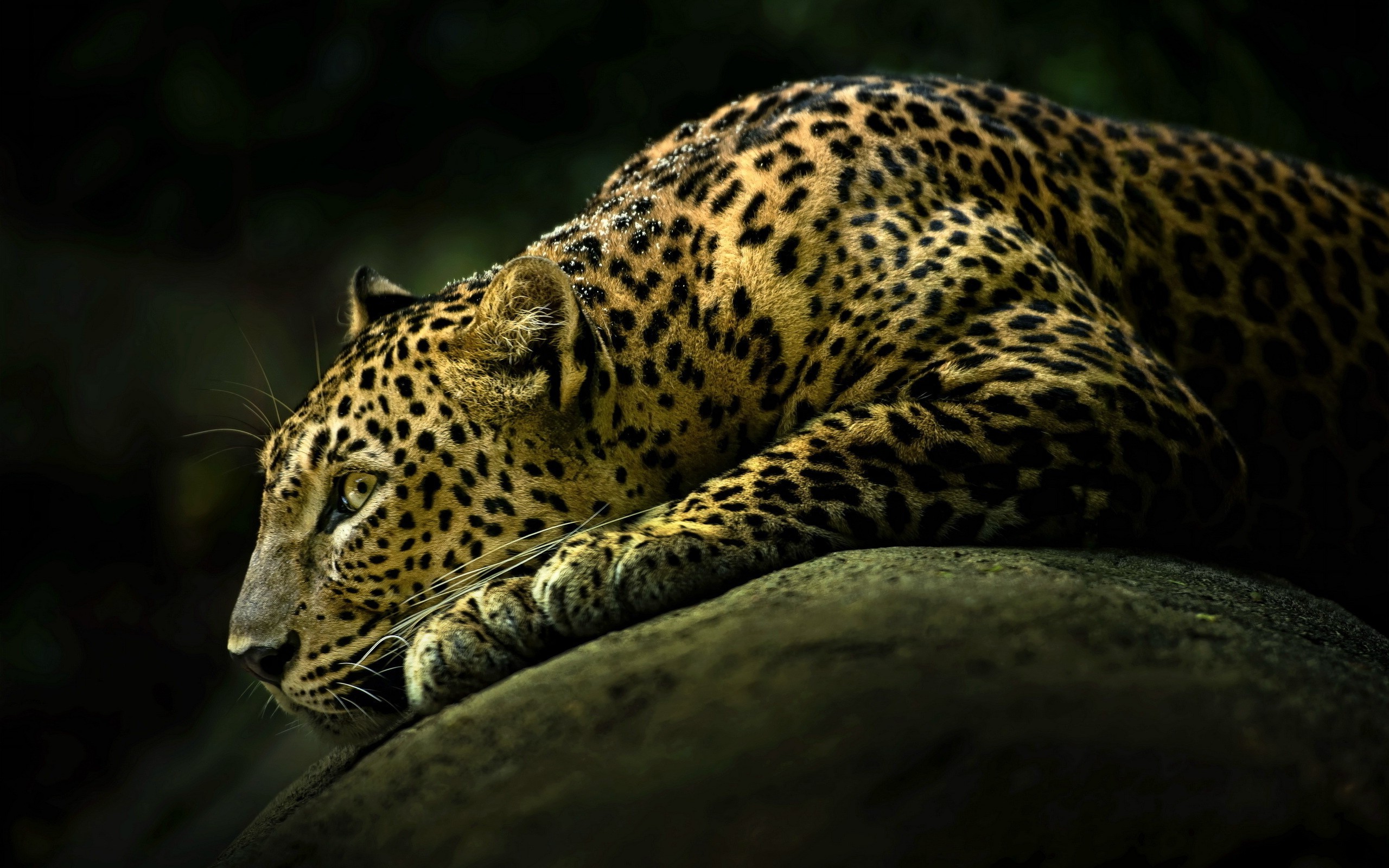 animals, Leopard Wallpaper