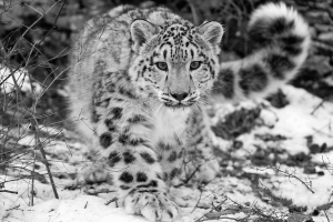 animals, Leopard, Snow Leopards