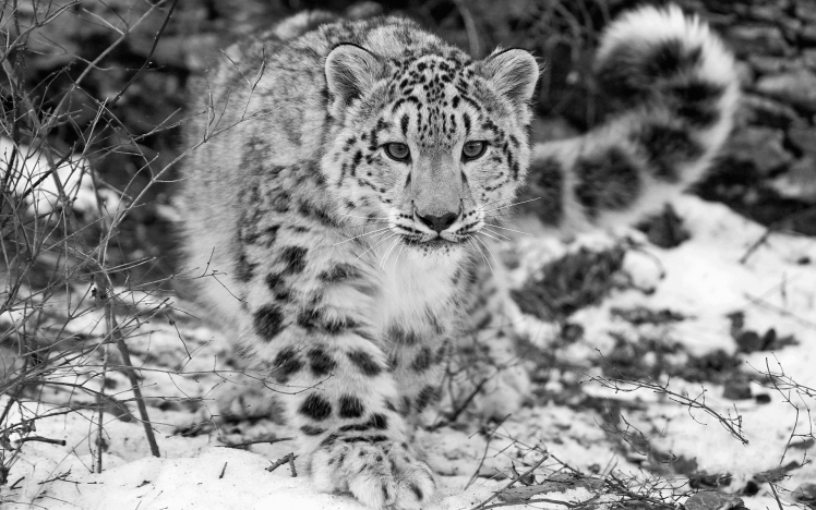 animals, Leopard, Snow Leopards HD Wallpaper Desktop Background