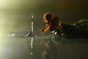 nature, Splashes, Ripples, Snail, Reflection, Water Drops