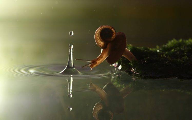 nature, Splashes, Ripples, Snail, Reflection, Water Drops HD Wallpaper Desktop Background