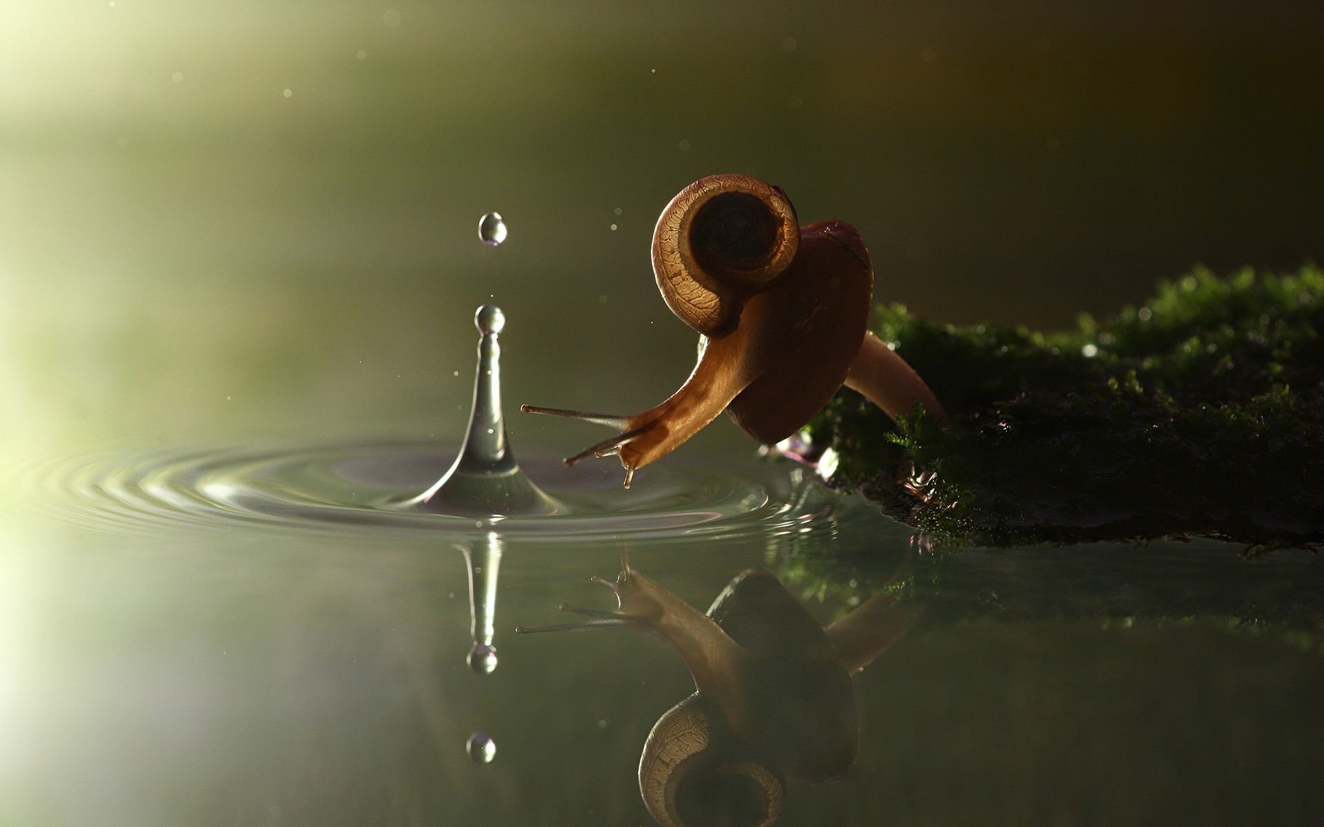nature, Splashes, Ripples, Snail, Reflection, Water Drops Wallpaper