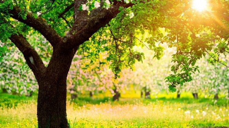 sunlight, Grass, Flowers, Trees, Nature, Landscape, Field HD Wallpaper Desktop Background