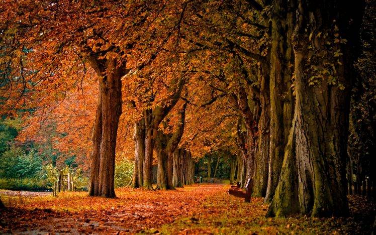 fall, Nature, Landscape, Bench HD Wallpaper Desktop Background