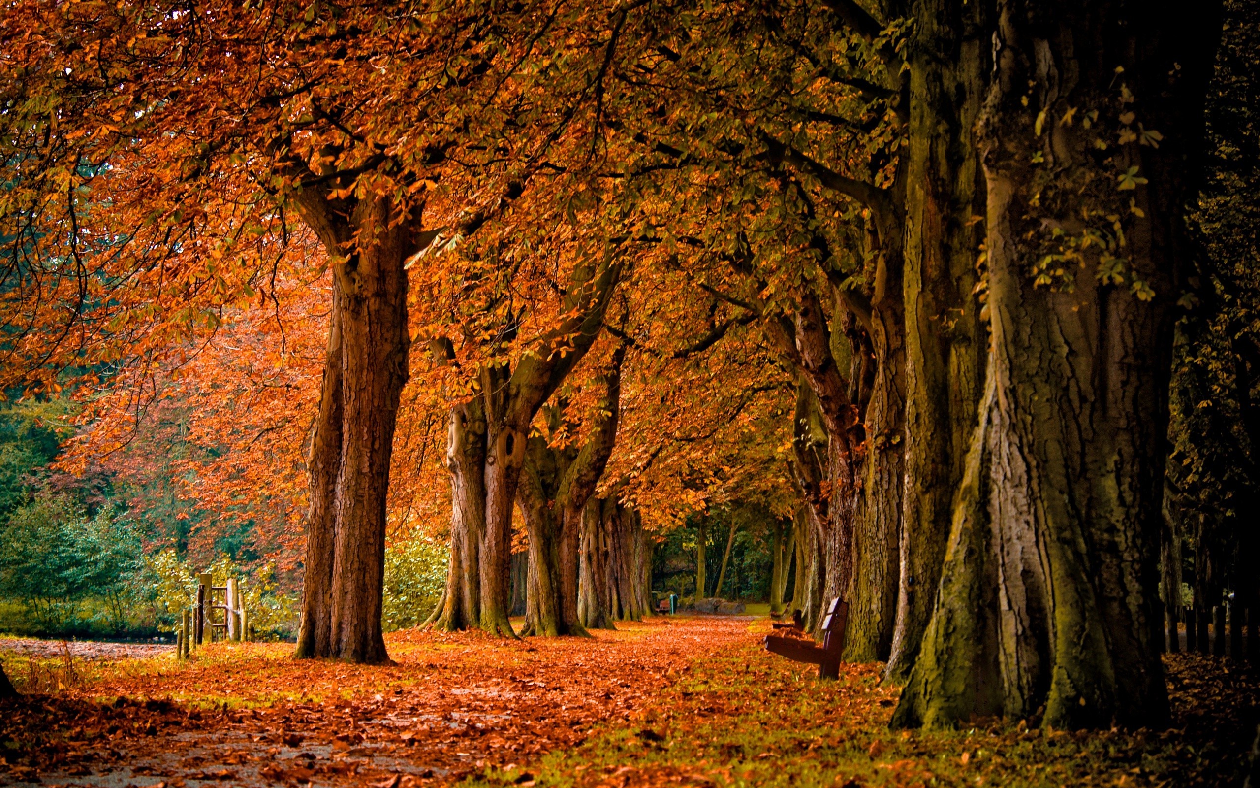 fall, Nature, Landscape, Bench Wallpaper
