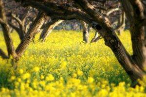 yellow Flowers, Trees, Nature, Landscape, San Luis Obispo