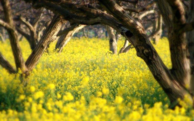 yellow Flowers, Trees, Nature, Landscape, San Luis Obispo HD Wallpaper Desktop Background