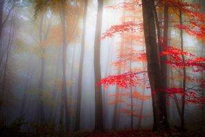 nature, Landscape, Mist, Forest, Fall, Leaves, Trees, Morning, Red, Dark
