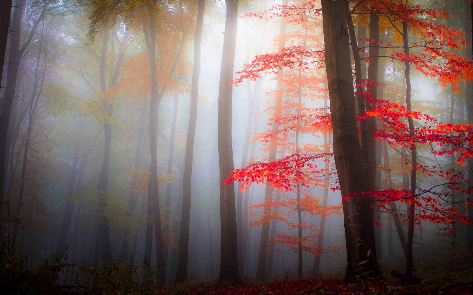 Nature, Landscape, Mist, Forest, Fall, Leaves, Trees 
