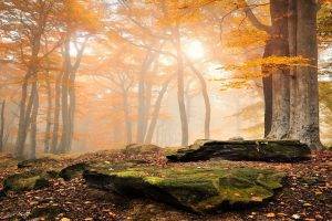 landscape, Nature, Sunrise, Forest, Fall, Leaves, Trees, Mist, Moss, Yellow