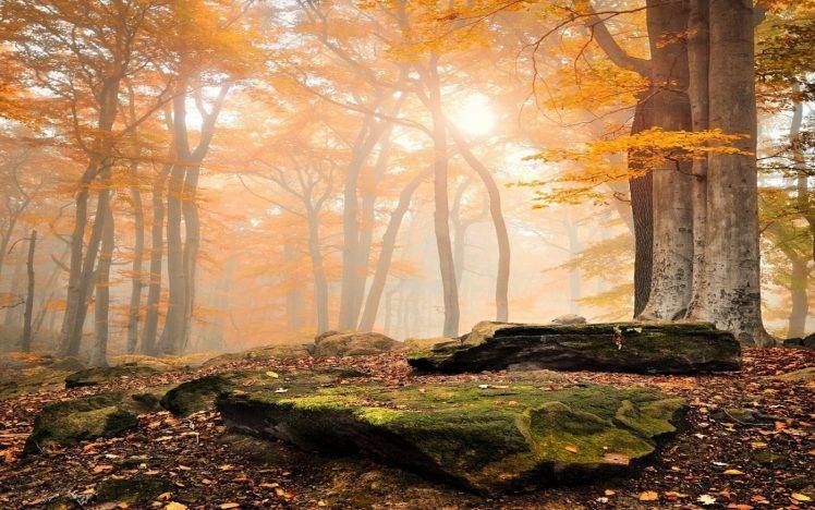 landscape, Nature, Sunrise, Forest, Fall, Leaves, Trees, Mist, Moss, Yellow HD Wallpaper Desktop Background