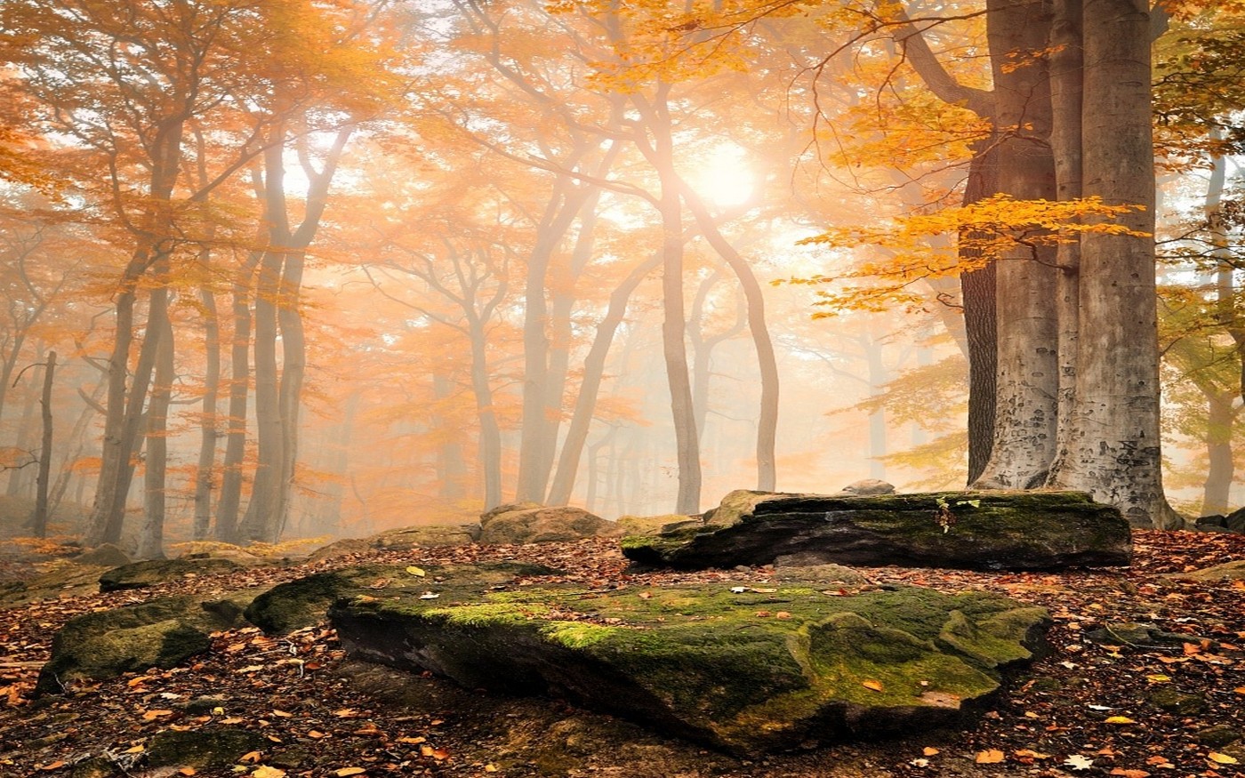 landscape, Nature, Sunrise, Forest, Fall, Leaves, Trees, Mist, Moss, Yellow Wallpaper