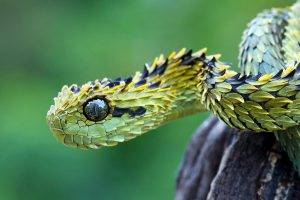 nature, Animals, Snake, Vipers, Reptile