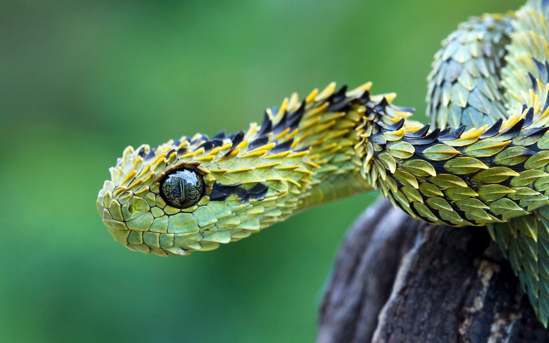 nature, Animals, Snake, Vipers, Reptile Wallpaper