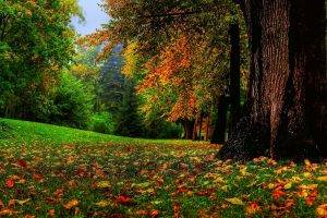 nature, Fall, Landscape, Trees
