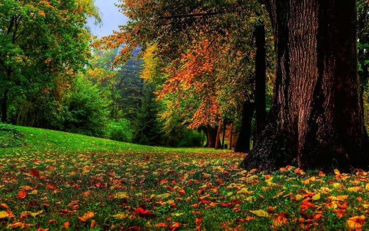 nature, Fall, Landscape, Trees HD Wallpaper Desktop Background