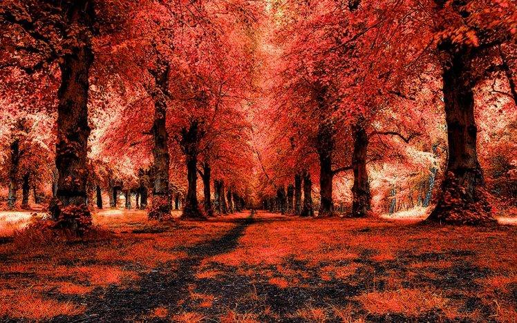 forest, Landscape, Trees, Path HD Wallpaper Desktop Background