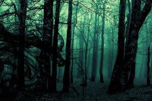 forest, Landscape, Dark, Nature, Trees, Photo Manipulation, Gloomy