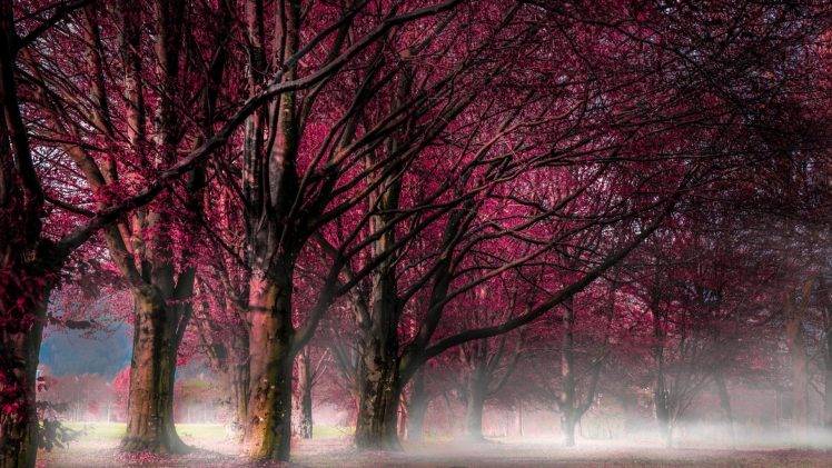 forest, Mist, Nature, Landscape HD Wallpaper Desktop Background