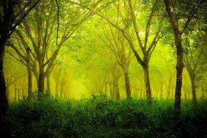 forest, Green, Nature, Landscape