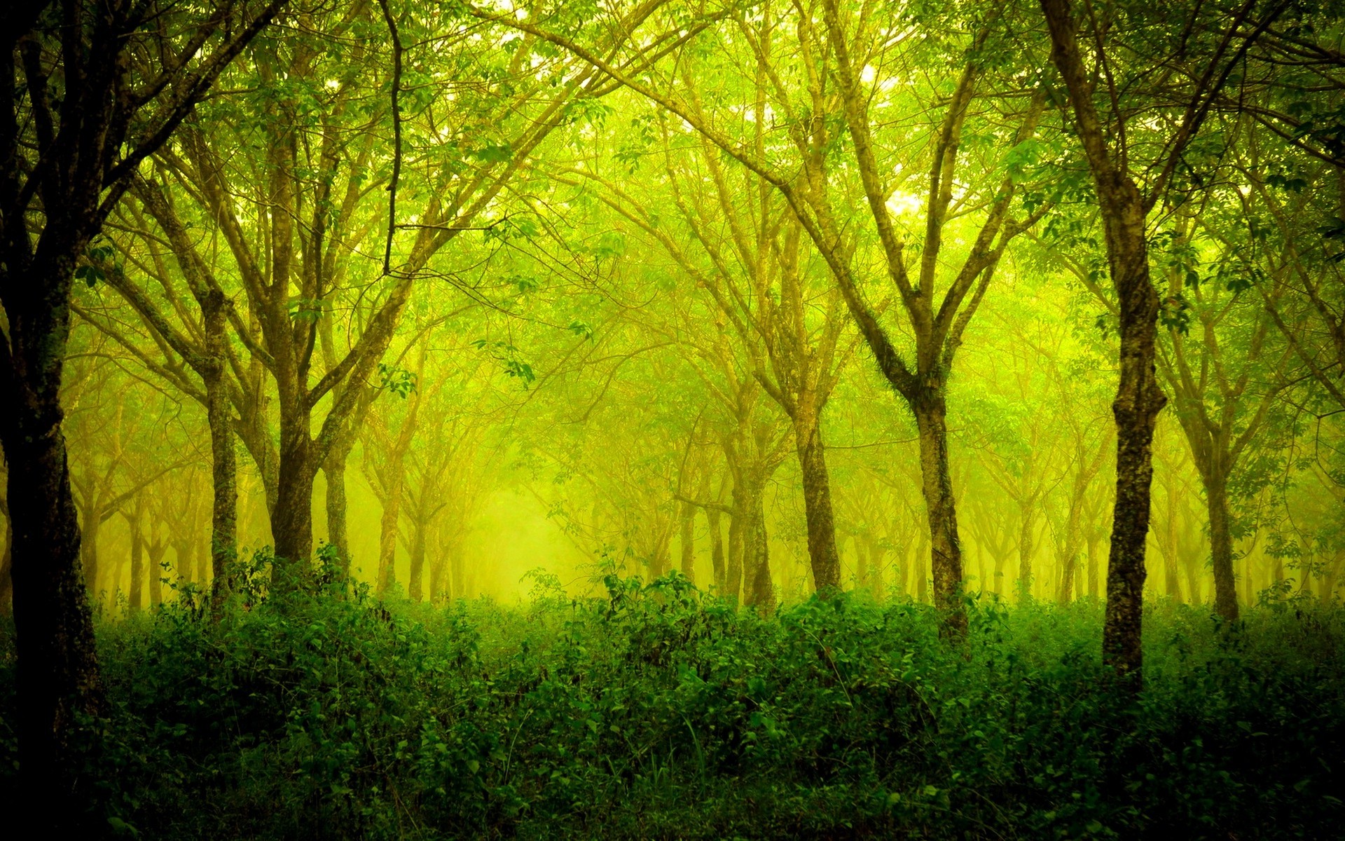 forest, Green, Nature, Landscape Wallpaper
