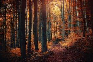 nature, Forest, Path, Fall, Landscape, Leaves, Trees, Shrubs, Sunlight