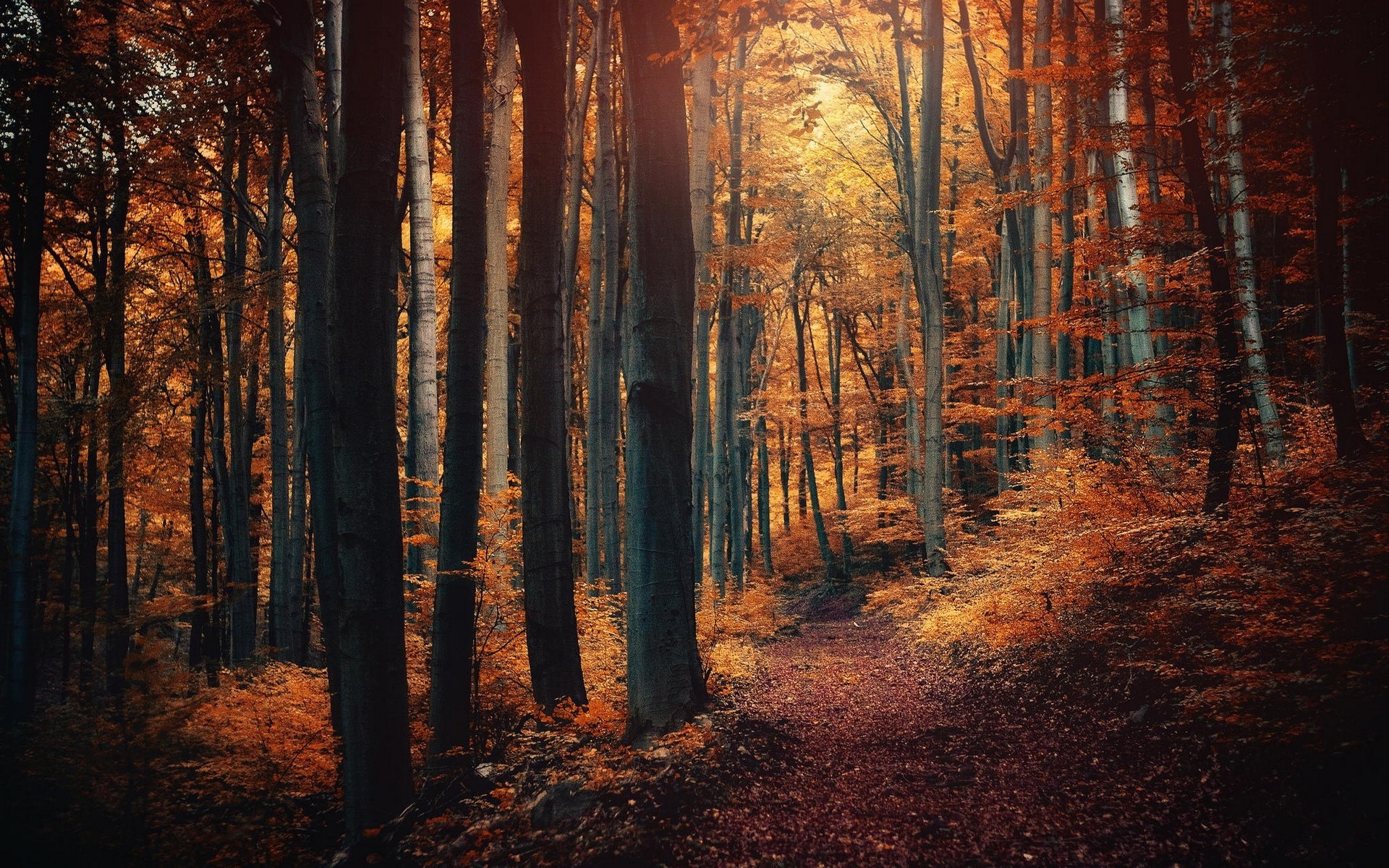 nature, Forest, Path, Fall, Landscape, Leaves, Trees, Shrubs, Sunlight Wallpaper