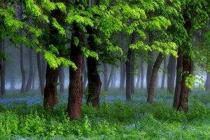 nature, Landscape, Spring, Forest, Grass, Wildflowers, Mist, Trees, Green, Morning, Shrubs
