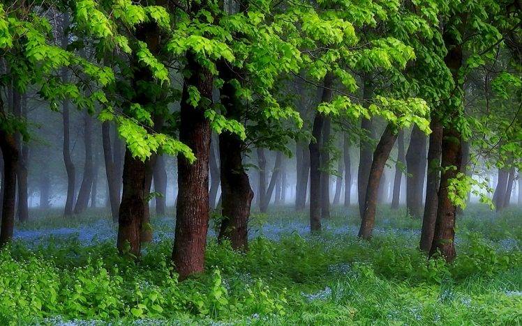 nature, Landscape, Spring, Forest, Grass, Wildflowers, Mist, Trees, Green, Morning, Shrubs HD Wallpaper Desktop Background