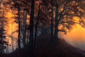 nature, Landscape, Sunrise, Mist, Forest, Leaves, Trees, Fall, Yellow