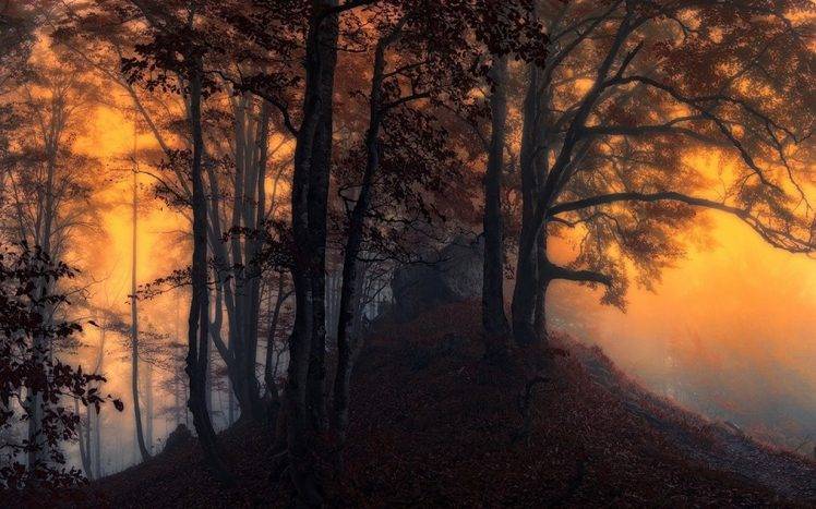 nature, Landscape, Sunrise, Mist, Forest, Leaves, Trees, Fall, Yellow HD Wallpaper Desktop Background
