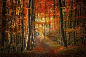 fall, Path, Forest, Sun Rays, Nature, Leaves, Trees, Sunrise, Landscape, Sunlight, Colorful, Road