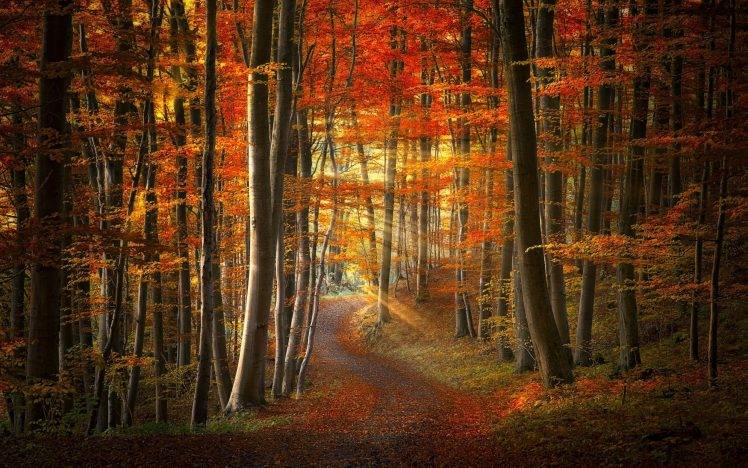 fall, Path, Forest, Sun Rays, Nature, Leaves, Trees, Sunrise, Landscape, Sunlight, Colorful, Road HD Wallpaper Desktop Background