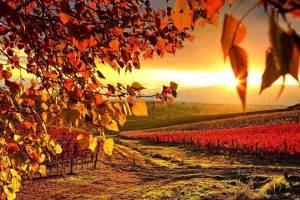 vineyard, Nature, Landscape, Sunlight