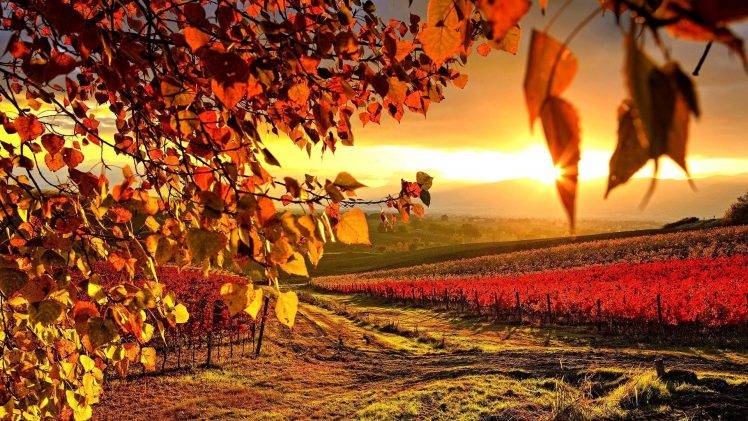 vineyard, Nature, Landscape, Sunlight HD Wallpaper Desktop Background