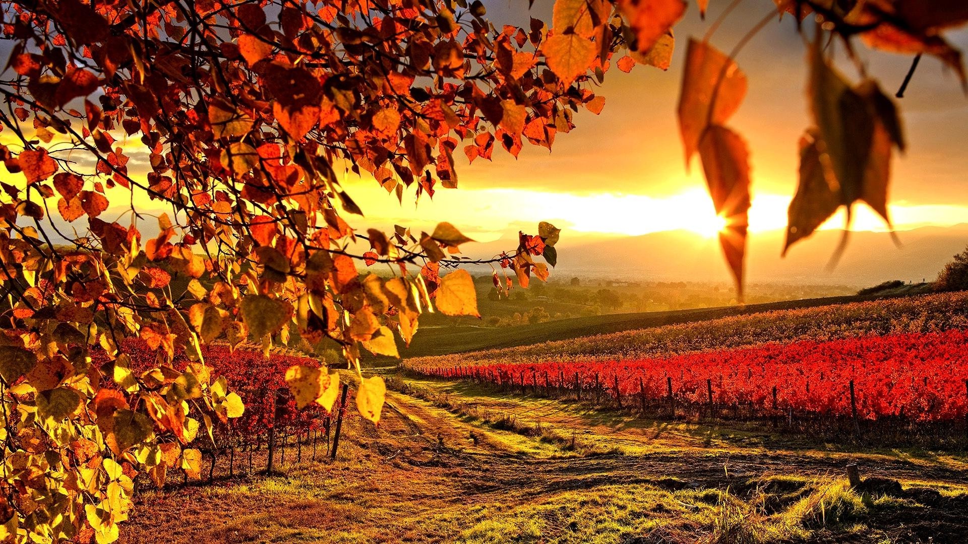 vineyard, Nature, Landscape, Sunlight Wallpaper