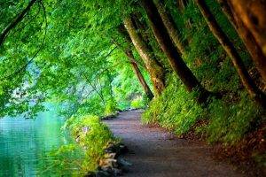 nature, Trees, Path, River, Landscape, Croatia
