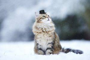 cat, Animals, Nature, Snow, Winter, Depth Of Field, Hat