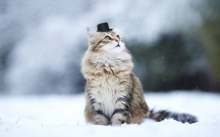 cat, Animals, Nature, Snow, Winter, Depth Of Field, Hat HD Wallpaper Desktop Background