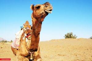 camels, Animals, Sand