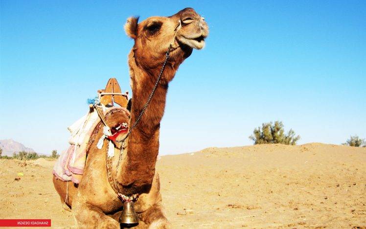 camels, Animals, Sand HD Wallpaper Desktop Background