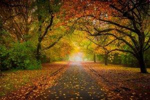 nature, Landscape, Road, Fall, Leaves, Mist, Trees, Tunnel, Shrubs, Fence, Sunrise, Morning, Colorful