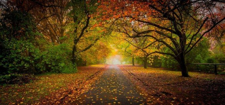 nature, Landscape, Road, Fall, Leaves, Mist, Trees, Tunnel, Shrubs, Fence, Sunrise, Morning, Colorful HD Wallpaper Desktop Background
