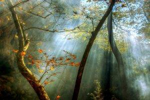 nature, Landscape, Forest, Sunrise, Fall, Mist, Sun Rays, Trees, Leaves